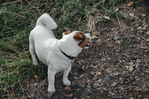 Preview: Portrait of Small Jack Russell terrier on green grass in natural park
