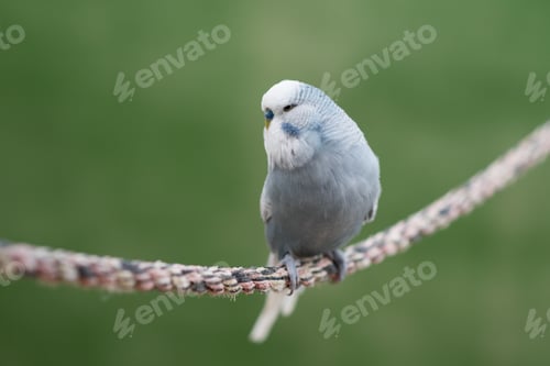 Preview: Shot of a cute, gray Budgerigar parrot standing on a rope
