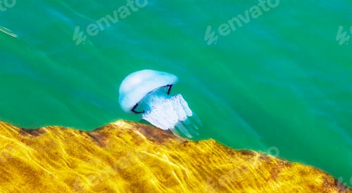 Preview: Background of jellyfish. Jellyfish swims in the ocean sea, light passes through the water, creating