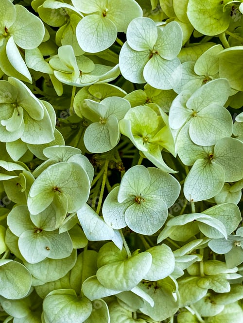Preview: Close-up of Light Green Hydrangea Flowers