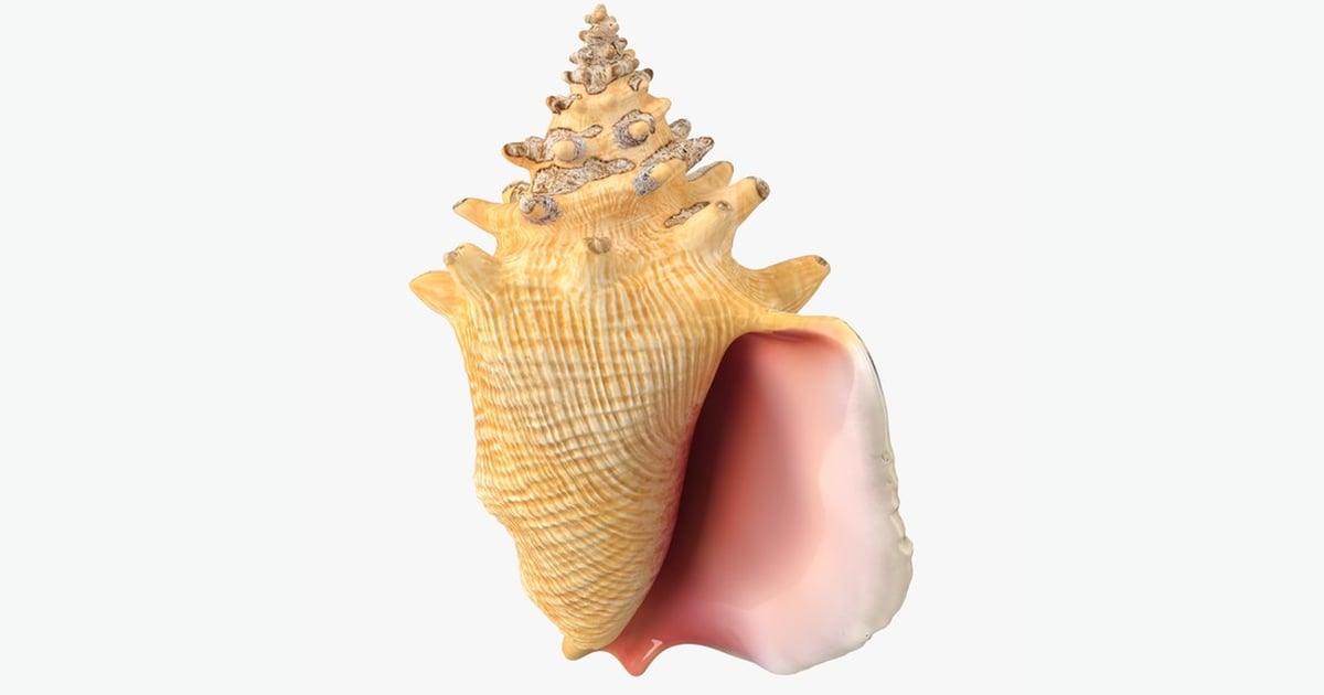 Conch shell with attached conical structures 3D, Incl. fish & pirate ...