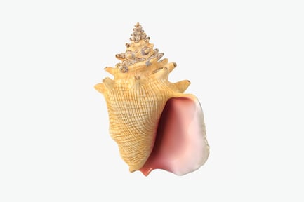 Conch shell with attached conical structures