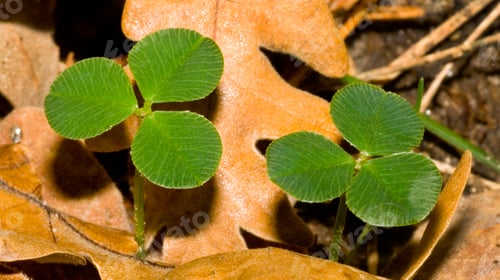 Preview: Wild Clovers, Sierra de Guadarrama National Park, Spain