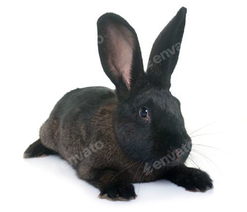 Preview: rabbit in studio