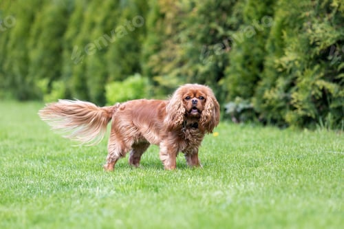 Preview: Portrait of ruby cavalier spaniel