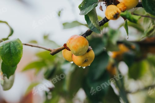 Preview: Closeup of the fresh ripe apples on the tree.