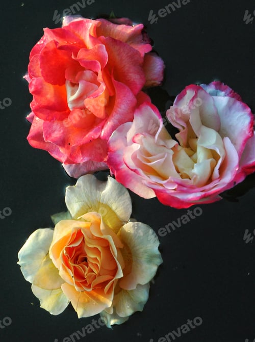 Preview: Flowers
Nominated🌹