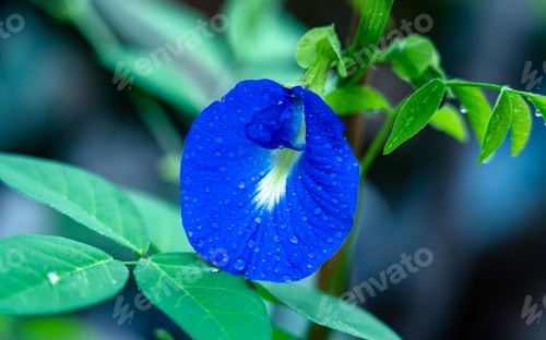 Preview: Closeup view of blossom flower