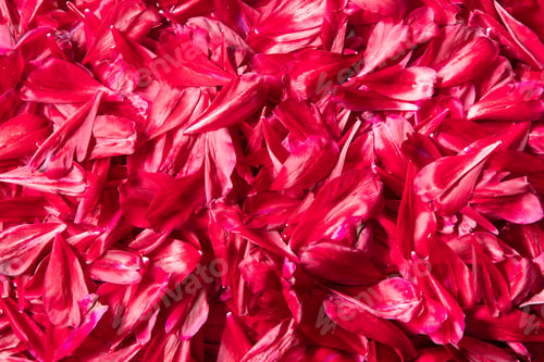 Preview: abstract background of burgundy peony petals, magenta color of the year