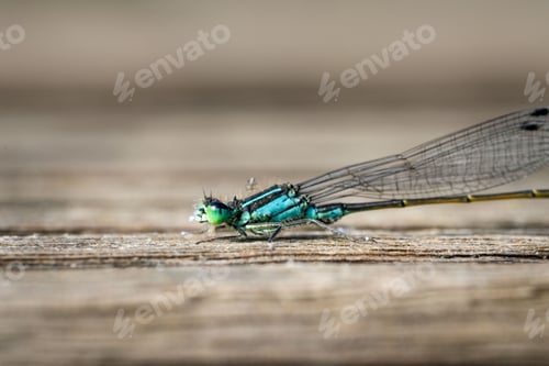 Preview: Macro shot of a Damselfly perched on a wooden surface