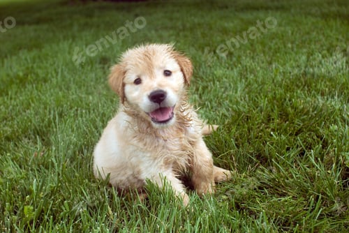 Preview: Closeup shot of a cute Kromfohrlander puppy sitting in the fresh grass