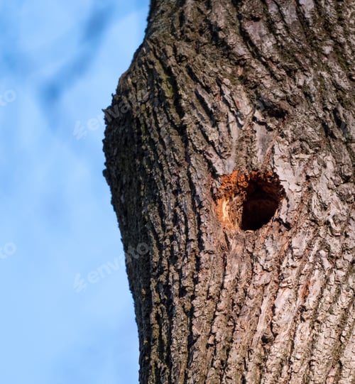 Preview: Bird Nest In Hollow Tree Trunk