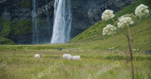 Preview: Iceland sheep on meadow. Beautiful Seljalandsfoss waterfall in background