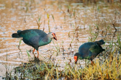 Preview: Goa, India. Two Grey-headed Swamphen Birds In Morning Looking For Food In Swamp. Porphyrio