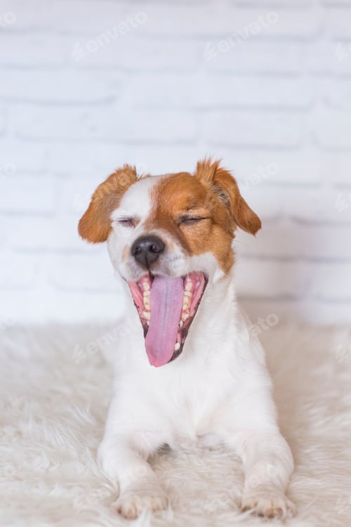 Preview: cute jack russell dog ywaning at home