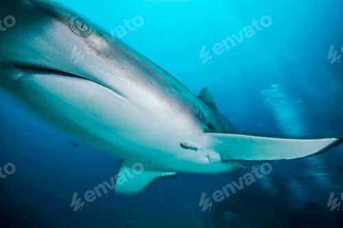 Preview: Low angle underwater close up of gray reef shark, Tiger Beach, Bahamas
