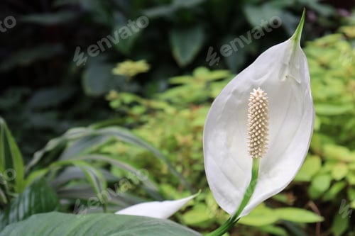 Preview: Closeup of a white calla spathiphyllum flower growing in the garden - for backgrounds