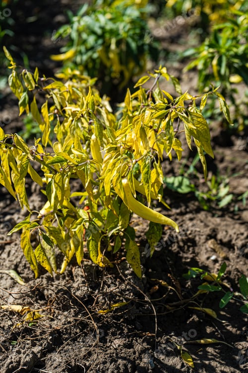 Preview: Spicy chilli pepper on the plant