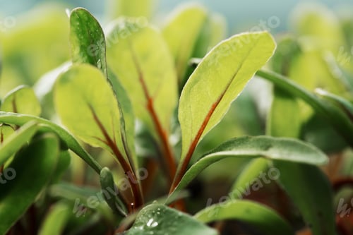 Preview: Close up of micro leaves, salad plants growing in a vegetable garden.
