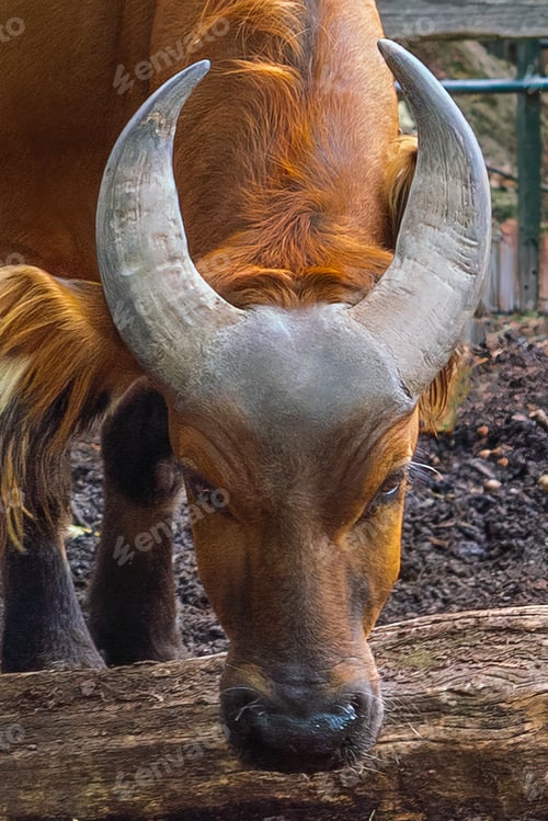 Preview: Head and horns of Forest Buffalo (syncerus caffer nanus)