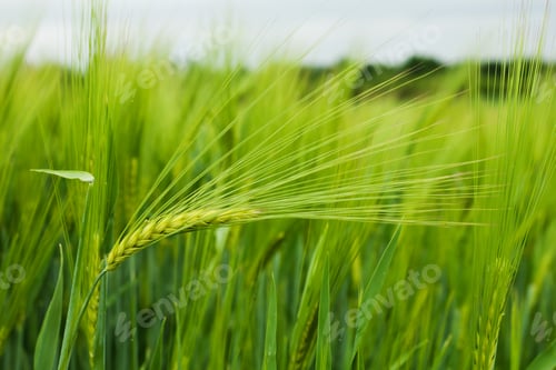Preview: Wheat field