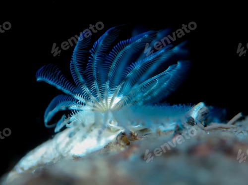 Preview: Blue tubeworm from Norway