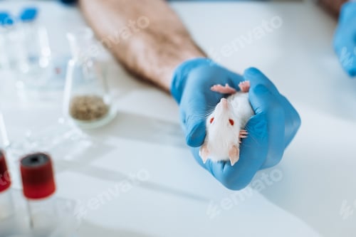 Preview: cropped view of veterinarian in latex glove holding white mouse near test tubes