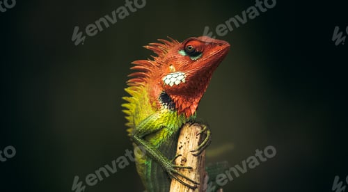 Preview: Proud lizard held his head high and sitting on top of a wooden pole