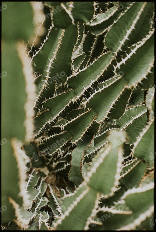 Preview: Cactus plant background wallpaper, aesthetic nature dark image