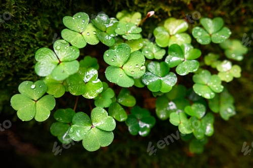 Preview: Forest clover or wood sorrel bush
