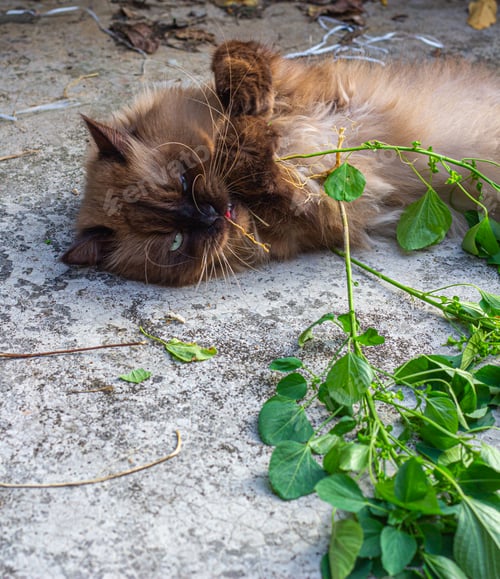 Preview: Drunk cat after playing nettle cat or Acalypha indica or catnip on the floor.