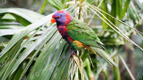 Preview: Rainbow loris