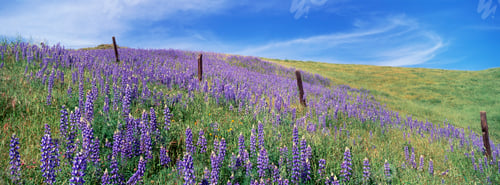 Preview: Field of lupins. Lupinus jaimehintoniana.