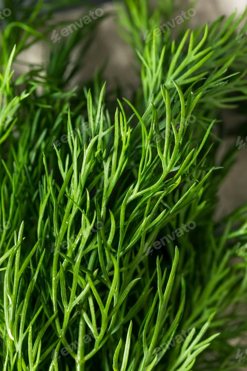 Preview: Raw Organic Green Dill Herb