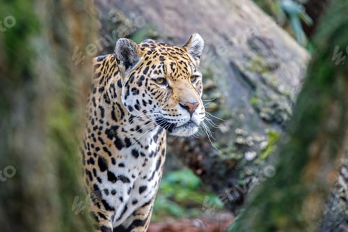 Preview: A Jaguar (Panthera Onca) portrait