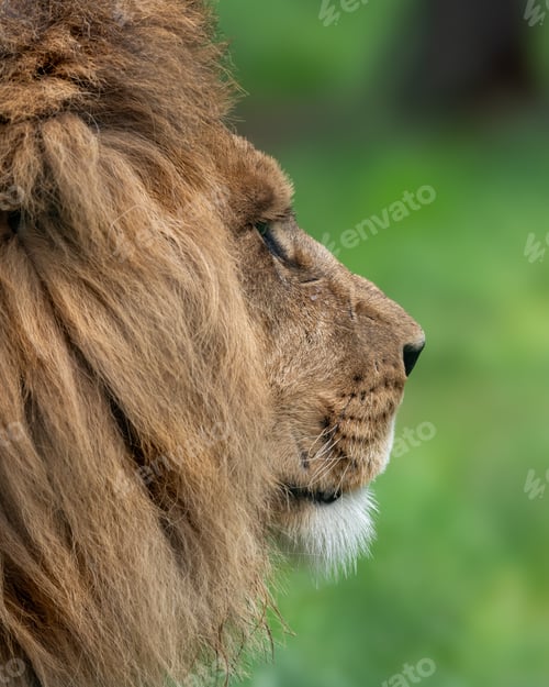 Preview: Closeup of an African lion on a green meadow