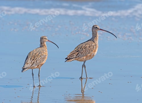 Preview: Long Billed Curlews on a Sunny Coast