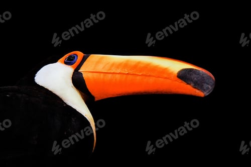 Preview: toucan, bird, colours, tropics