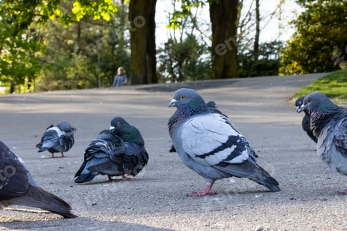 Preview: Group of pigeons in the park in the golden evening light