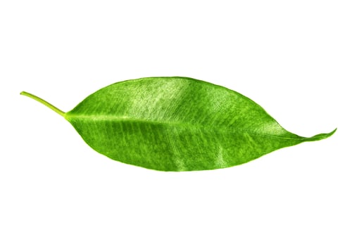 Preview: Vibrant Green Leaf on White Background
