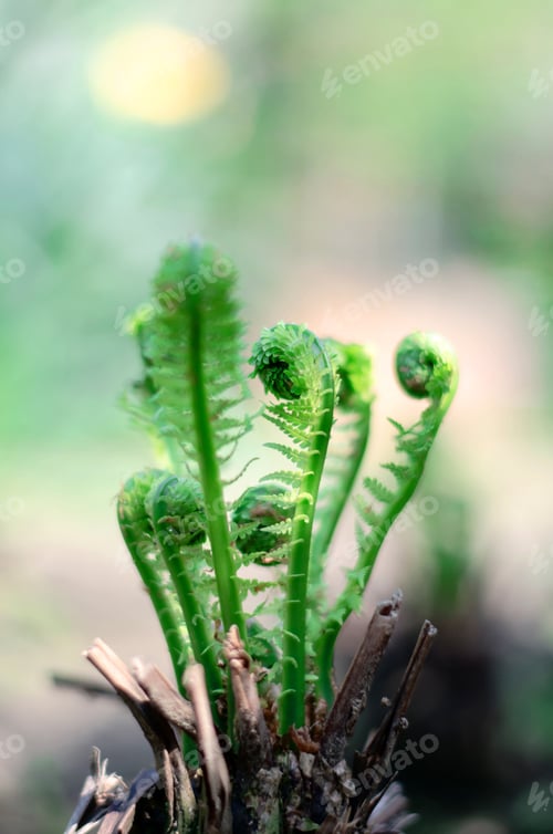 Vista previa: Young green sprouts of fern on a blurred natural background