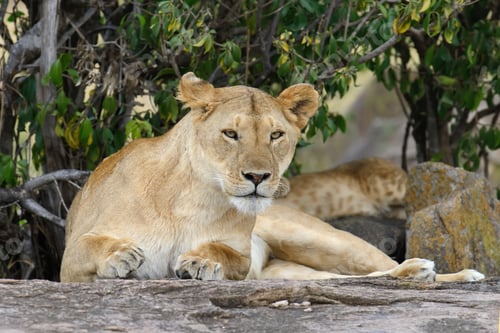 Preview: Close lion in National park of Kenya