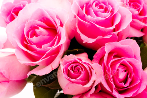 Preview: Pink roses