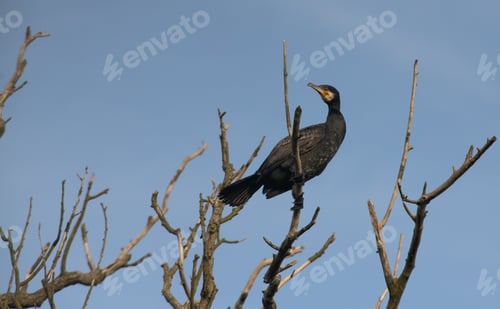 Preview: great cormorant bird in the delta