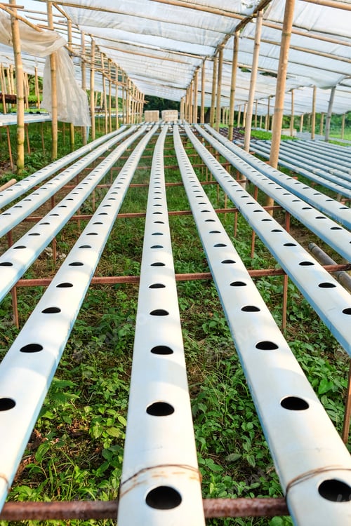 Hydroponics vegetable farm