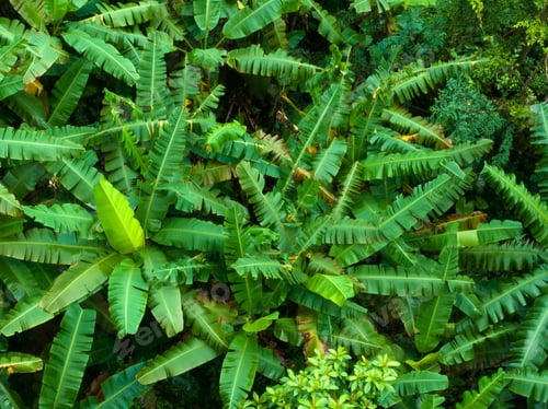 Vista previa: Aerial view of tropical forest in summer