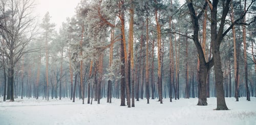 Preview: Panorama of magic winter forest covered with snow with mist on background
