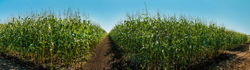 Preview: panorama of experimental corn plantations, cultivation by sectors, demonstration sowing