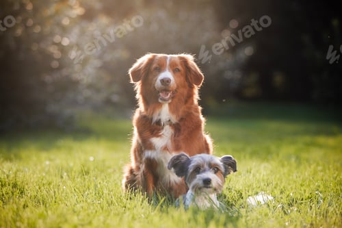 Preview: Two dog friends sitting on meadow