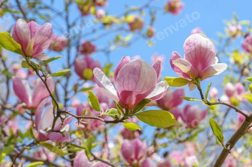 Preview: Blooming Tree Branch With Pink Magnolia Soulangeana Flowers Outdoors